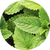 Peppermint extract